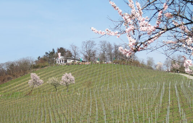 Oben auf dem Weinberg steht ein kleines Haus, die vereinzelt stehenden  Mandelbäume blühen. | © kreativ fee