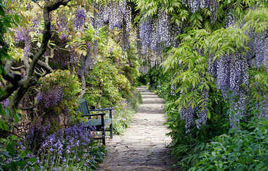 ein kleiner Weg mit Steinplatten führt durch die mit Blauregen dicht bewachsenen Wandelgang. Eine grüne Parkbank steht am Wegesrand. | © Maria Zimmermann