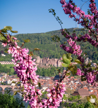 Bergsträßer Blütenweg - Etappe 5: von Schriesheim nach Heidelberg