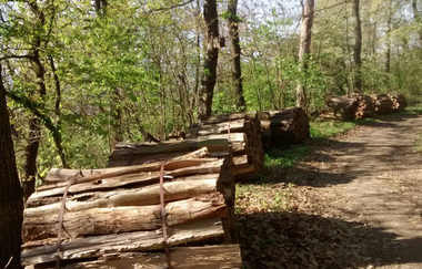 Baumstämme am Wegesrand im Wald | © Brigitte ZimmermannPetrullat