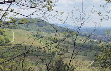 Bergsträßer Burgensteig - Etappe 3: von Bensheim-Auerbach nach Heppenheim | © Bettina Gessinger