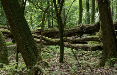 Bergsträßer Burgensteig - Etappe 6: von Weinheim nach Hirschberg-Großsachsen | © Roland Robra