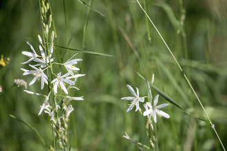 Bergsträßer Burgensteig - Etappe 7: von Hirschberg-Großsachsen nach Schriesheim | © Roland Robra