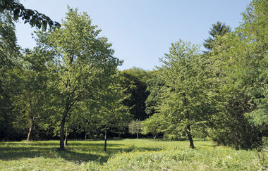Bergsträßer Burgensteig - Etappe 7: von Hirschberg-Großsachsen nach Schriesheim