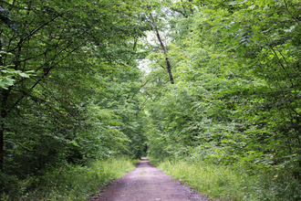 Bössinger Wald-Trail | © Unbekannt