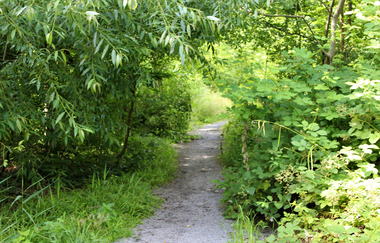 Bössinger Wald-Trail | © Unbekannt