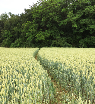 BR4 - Rundwanderweg Rohrbachtal inkl. Variante Mammutbäume | © BTMV GmbH