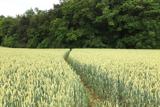 BR4 - Rundwanderweg Rohrbachtal inkl. Variante Mammutbäume | © BTMV GmbH