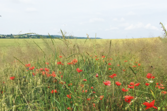 BR6 - Hohlwegewanderung Bruchsal - Unteröwisheim