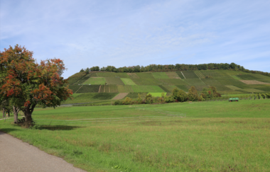 Brackenheim Rundtour | © Stadt Brackenheim