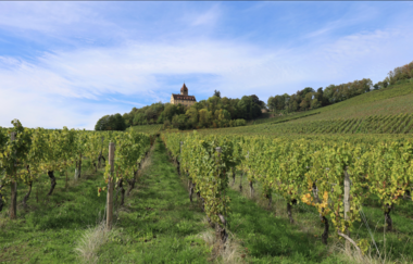 Brackenheim Rundtour | © Stadt Brackenheim