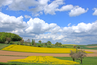 Bretten/Diedelsheim: Buchwald-Rundweg | © Stadtverwaltung Bretten