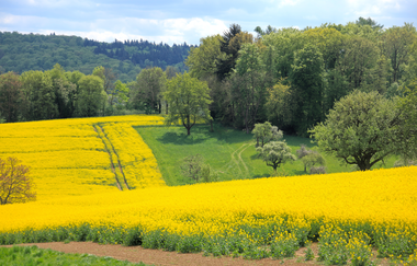 Bretten/Diedelsheim: Buchwald-Rundweg | © Stadtverwaltung Bretten