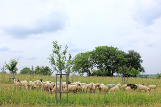 Bretten/Gölshausen: Streuobstwiesenpfad | © Stadtverwaltung Bretten
