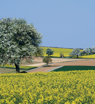Bretten/Neibsheim: Sonnenweg | © Bildband Bretten / Stadt Bretten