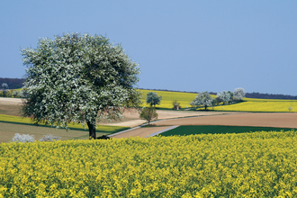 Bretten/Neibsheim: Sonnenweg | © Bildband Bretten / Stadt Bretten