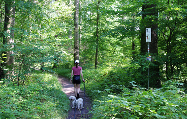 Brettwald-Trail | © Unbekannt