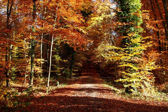 BT3 - Kleine Wanderung durch den Großen Wald | © Tourist-Info Bretten