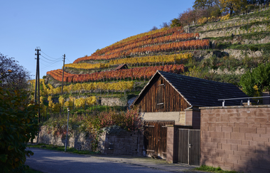 Blick in die bunten Weinberge | © Kraichgau-Stromberg Tourismus e.V.