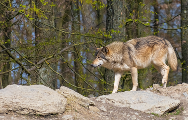 Erlebnistour 3: Zum Frankendom nach Wölchingen | © Liebliches Taubertal