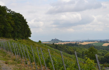 Weinberg am Hilsbacher Eichelberg mit Blick auf die Burg Steinsberg | © Stadt Sinsheim