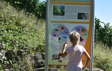 Erlebnisweg Hilsbacher Eichelberg | © Stadt Sinsheim