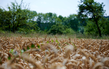 FT2 - Wander3Klang  - Mittlere Tour | © Kraichgau-Stromberg Tourismus e.V.