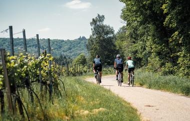 Fahrradweg entlang der Weinberge | © SaddleStories.at
