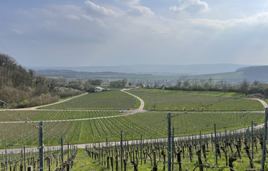 Weinberg-Ausblick | © Stadt Brackenheim | Celina Ponto