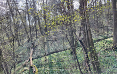 Waldabschnitt entlang des Dachsbergweges | © Stadt Brackenheim | Celina Ponto