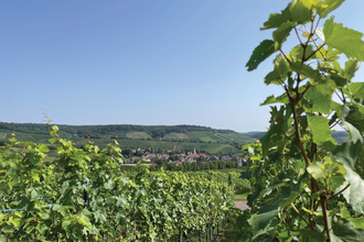Haberschlachter Rundwanderwege-Rosengartenweg | © Stadt Brackenheim | CP