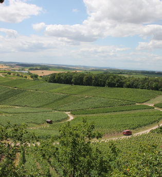 KB3 - Kürnbach-Eppinger Linien Rundweg (kurz) #Schwarzrieslingdorf | © Land der 1000 Hügel - Kraichgau-Stromberg