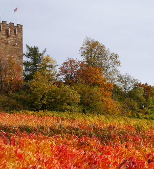 Kleine Schloßbergrunde | © Gemeinde Sternenfels