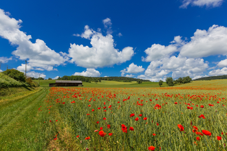 LT 10 Distelhäuser Bierwanderweg | © Liebliches Taubertal