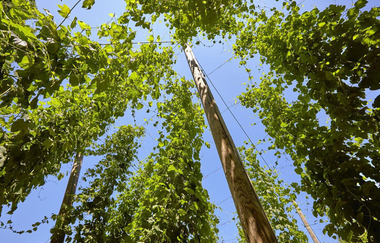 LT 10 Distelhäuser Bierwanderweg | © Liebliches Taubertal