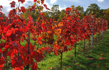 LT 22 - Edelobst und Wein | © Liebliches Taubertal