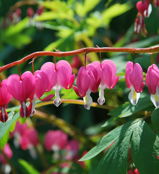 LT 7 Muschelkalk und Orchideen | © Liebliches Taubertal