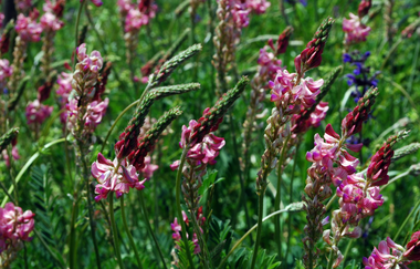 LT 7 Muschelkalk und Orchideen | © Liebliches Taubertal