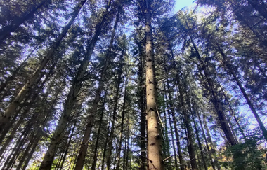 LT-M6 - Bildstockwanderweg 1 | © Liebliches Taubertal