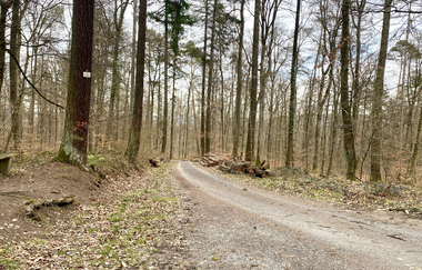 Mandelblüten Gravel-Tour Kraichgau-Stromberg | © Land der 1000 Hügel - Kraichgau-Stromberg