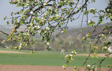Mandelblüten Gravel-Tour Kraichgau-Stromberg | © Land der 1000 Hügel - Kraichgau-Stromberg