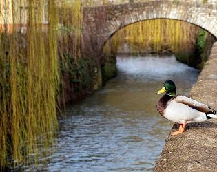 Mühlenspaziergang entlang der Saalbach mit Stadtführer Ralf Freitag