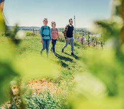 Eine Familie wandert den Weinwanderweg am Krappenfelsen durch die Weinberge entlang. | © Touristikgemeinschaft HeilbronnerLand