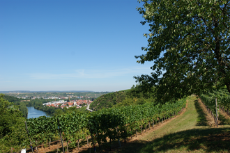 Neckarschleifen-Steillagenrunden: Gemmrigheimer Steillagenrunde | © Land der 1000 Hügel - Kraichgau-Stromberg