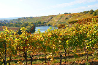 Neckarschleifen-Steillagenrunden: Kapellenbergrunde Kirchheim | © Land der 1000 Hügel - Kraichgau-Stromberg