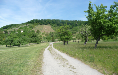 ÖT2 - Eichenwaldtour Ötisheim | © Land der 1000 Hügel - Kraichgau-Stromberg