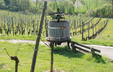 Panoramaweg Kraichbachtal Kraichtal IVV - Besenhex (Kurzroute) | © Stadtmarketing Kraichtal