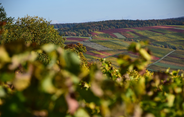 Panoramaweg Taubertal  5. Etappe | © Liebliches Taubertal