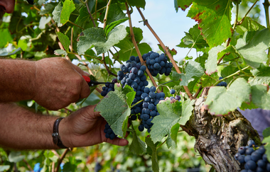 Ein Winzer bei der Traubenlese – Handarbeit im Weinberg für höchste Qualität im Glas. | © Kraichgau-Stromberg Tourismus e.V.
