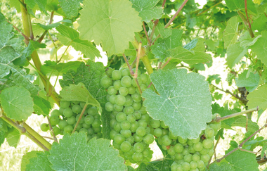 Riedberg-Rundweg | © Land der 1000 Hügel - Kraichgau-Stromberg